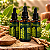 Extrato/Tintura Mãe de Ashwagandha (Withania somnifera) 50ml - Imagem 1
