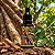 Extrato/Tintura Mãe de Carapanaúba (Aspidosperma carapanauba) 30ml - Imagem 2