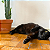 Kit Matatabi em Gravetos + Catnip - Imagem 7