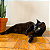 Kit Matatabi em Gravetos + Catnip - Imagem 6