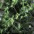 OE  TEA TREE GT BRASIL 10 ML - Imagem 2
