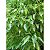 OE  HO WOOD GT CHINA 10 ML - Imagem 3