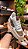 Tenis Gucci - Imagem 2