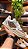 Tenis Gucci - Imagem 1