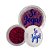 Glitter Se Joga! Face Beautiful FB107 - Kit c/ 06 unid - Imagem 2