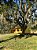Sítio / 2 Hectares! - Imagem 2