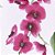 Fine Art Canvas Orquídea Phalaenopsi - Candlelit - Imagem 4