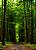 Fundo Fotográfico Grande Floresta 1,80x2,50 ff14 - Imagem 1