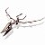 Kit de Escavação Pteranodonte - Imagem 2
