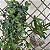 Kit com 2 Kokedamas: Kokedama de Orquídea Chuva de Ouro (Oncidium Aloha) e Kokedama de Hera Estrela - Imagem 4