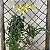 Kit com 2 Kokedamas: Kokedama de Orquídea Chuva de Ouro (Oncidium Aloha) e Kokedama de Hera Estrela - Imagem 1