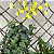 Kit com 2 Kokedamas: Kokedama de Orquídea Chuva de Ouro (Oncidium Aloha) e Kokedama de Hera Estrela - Imagem 3