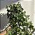 Kit com 2 Kokedamas: Kokedama de Orquídea Chuva de Ouro (Oncidium Aloha) e Kokedama de Hera Estrela - Imagem 11