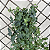 Kit com 2 Kokedamas: Kokedama de Orquídea Chuva de Ouro (Oncidium Aloha) e Kokedama de Hera Estrela - Imagem 5