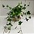 Kit Kokedama Jiboia neon + Kokedama Hera estrela - Imagem 9