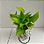 Kit Kokedama Jiboia neon + Kokedama Hera estrela - Imagem 7