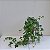 Kit Kokedama Jiboia neon + Kokedama Hera estrela - Imagem 10