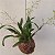 Kokedama de Mini Orquídea Estrelinhas (Oncidium twinkle) - Imagem 1