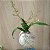 Kokedama de Mini Orquídea Estrelinhas (Oncidium twinkle) - Imagem 6
