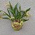 Kokedama de Mini Orquídea Estrelinhas (Oncidium twinkle) - Imagem 2