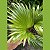 Folhagem Mini Palmeira Leque Palmeirinha - Imagem 6