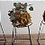 Mini Kokedama de Suculenta Coração-de-Mãe (Corações-Emaranhados) Ceropegia Woodii Coleção 'Jungle' - Imagem 1