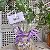 Kokedama de Monstera adansonii para Presente com Suporte de Madeira - Imagem 4