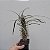 Folhagem Palmeira de Madagascar (Pachypodium geayi) - Imagem 1