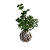 Kokedama de Árvore da Felicidade (Macho + Fêmea) Acabamento Barbante Fio Cru - Imagem 1