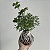 Kokedama de Árvore da Felicidade (Macho + Fêmea) Acabamento Barbante Fio Cru - Imagem 2