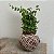 Kokedama de Mini Hera Variegata com Arame - Imagem 14