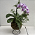 Kokedama duo de Orquídea Phalaenopsis com Renda Francesa Acabamento Neutro com Suporte Preto - Imagem 5