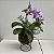 Kokedama duo de Orquídea Phalaenopsis com Renda Francesa Acabamento Neutro com Suporte Preto - Imagem 6