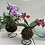 Kokedama duo de Orquídea Phalaenopsis com Renda Francesa Acabamento Neutro com Suporte Preto - Imagem 4