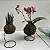 Kokedama de Orquídea Mini Phalaenopsis (Bailarina) Laranja Acabamento Neutro com Suporte Preto - Imagem 6