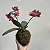 Kokedama de Orquídea Mini Phalaenopsis (Bailarina) Laranja Acabamento Neutro com Suporte Preto - Imagem 4