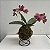 Kokedama de Orquídea Mini Phalaenopsis (Bailarina) Laranja Acabamento Neutro com Suporte Preto - Imagem 3