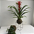 Kokedama de Bromélia Guzmania Vermelha Acabamento Neutro com Suporte Preto Cubo - Imagem 5