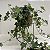 Kokedama de Hera Estrela Grande com Arame - Imagem 2