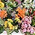 Kit 10 Mini Kokedamas de Kalanchoe com Folhagem Variadas - Imagem 3