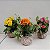 Kit 10 Mini Kokedamas de Kalanchoe com Folhagem Variadas - Imagem 2