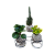 Kit 3 Kokedamas: peperomia verde, peperomia neon e cacto com suporte - Imagem 1