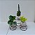 Kit 3 Kokedamas: peperomia verde, peperomia neon e cacto com suporte - Imagem 2