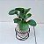 Kit 3 Kokedamas: peperomia verde, peperomia neon e cacto com suporte - Imagem 4