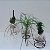 Kit 3 Kokedama: Peixinho, Pata De Elefante E Cacto com suporte - Imagem 4