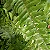 Folhagem Samambaia tigre ('Tiger Fern') - Imagem 2