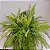 Folhagem Samambaia tigre ('Tiger Fern') - Imagem 4