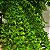 Folhagem Samambaia hilli (Nephrolepis exaltata 'Hilli') - Imagem 12