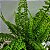 Folhagem Samambaia hilli (Nephrolepis exaltata 'Hilli') - Imagem 14