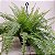 Folhagem Samambaia-americana (Nephrolepis exaltata) - Imagem 3